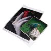 Print File Print File 5X7 In. Clear Bags (Package Of 100) Portfolios & Archival Storage